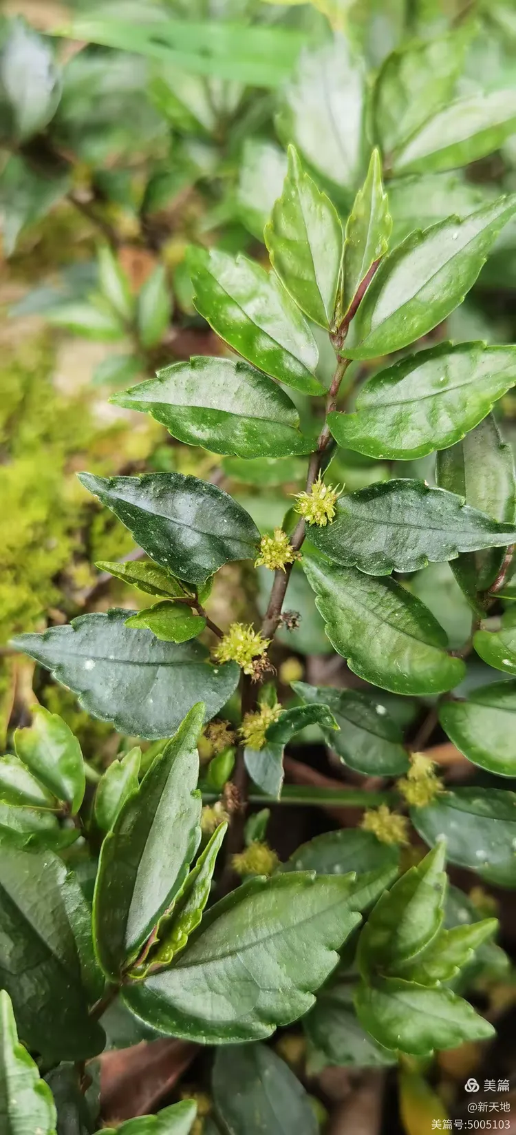 植物观赏 短叶赤车